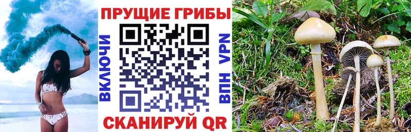 Псилоцибиновые грибы GOLDEN TEACHER  Купить закладки  Чаплыгин 